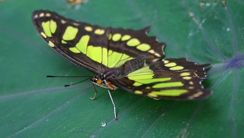 Close-up of butterfly on leaf