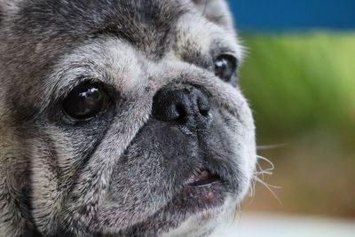 Close-up portrait of a dog