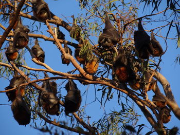 Grey-headed flying fox-pteropus poliocephalus