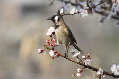 Bird perching on cherry blossom tree