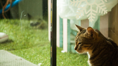 Cat looking through window