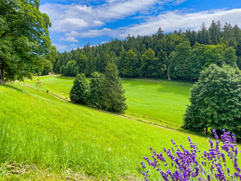 Landscape in the black forest
