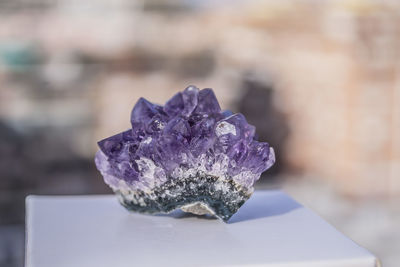 Close-up of purple flower against blurred background