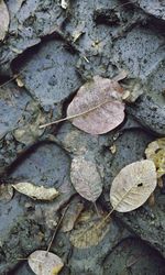 Full frame shot of autumn leaves