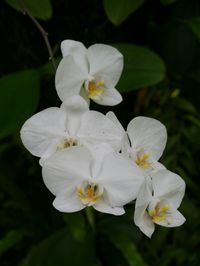 Close-up of white flowers