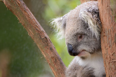 Close-up of sheep on branch