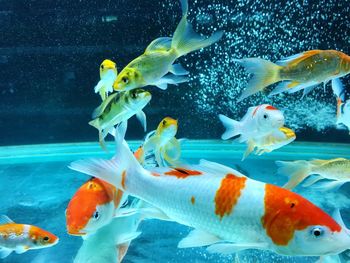 Close-up of fish swimming in aquarium