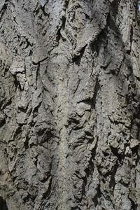 Full frame shot of tree trunk