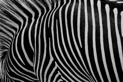 Full frame shot of zebra