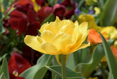 Close-up of yellow tulip