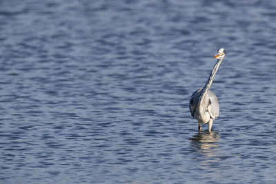 Gray heron on water