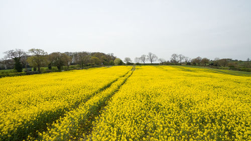 Scenic view of oilseed rape field against clear sky