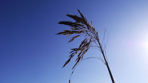 Low angle view of silhouette plant against clear blue sky
