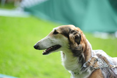 Close-up of a dog looking away