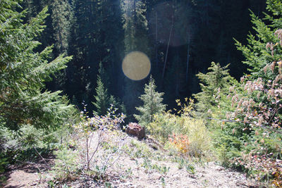 Trees in forest