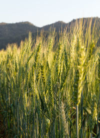 Close-up of stalks in field