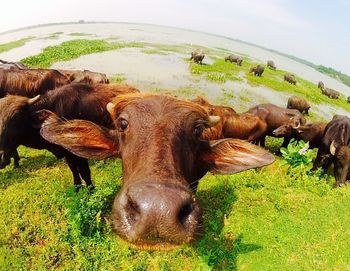 Sheep grazing on grassy field