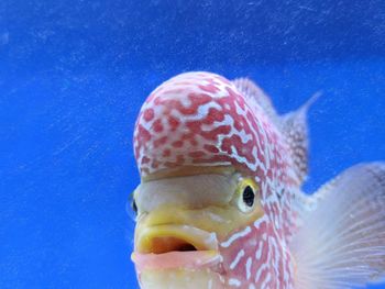 Close-up of fish swimming in sea