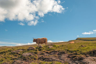 Grazing highlander cow in the midst of green hills, scotland