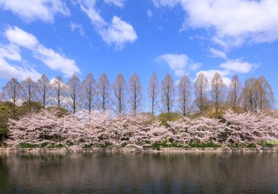 Scenic view of lake by trees against sky