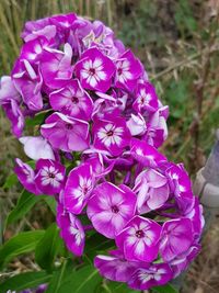 High angle view of pink flowering plant