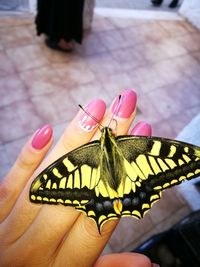 Close-up of butterfly perching on hand