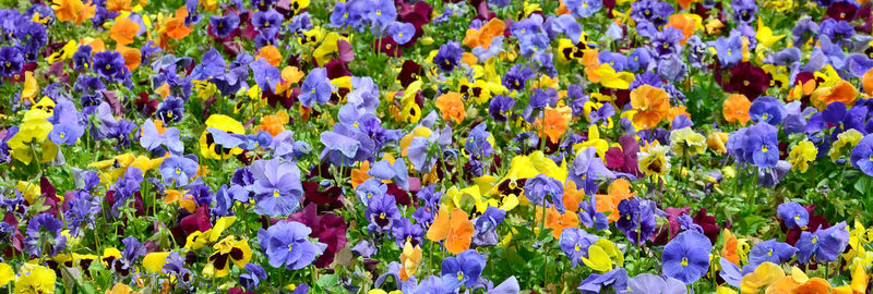 Full frame shot of purple flowering plants on field