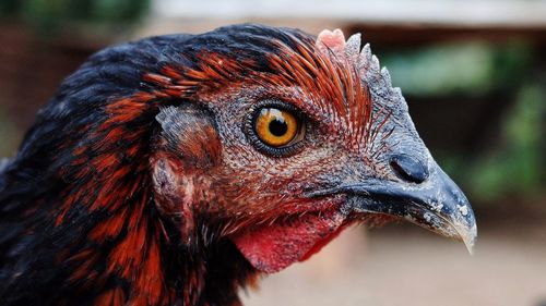 Close-up of rooster