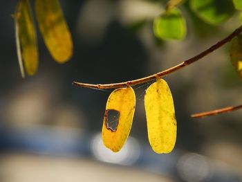 Close-up of yellow fruits hanging on plant