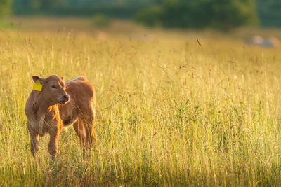 Calf on grassy field