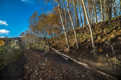 Plants growing on road in forest against sky