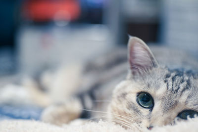 Close-up of cat