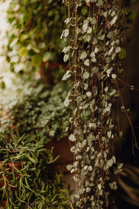 Plants collection in small millenials' rental flat, ceropegia, mulenbekia, baby tears, pilea greyzy