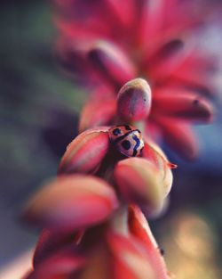 Close-up of hand on fruit