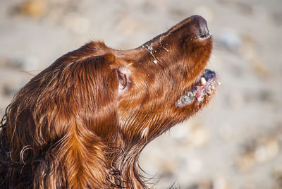 Close-up of an animal