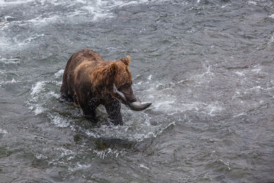 Bear fishing in river