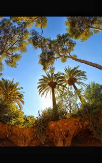 Low angle view of trees against blue sky