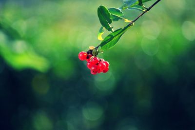 Close-up of red berries growing on plant