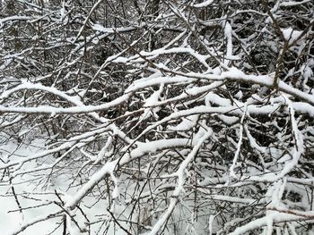 Close-up of snow on tree