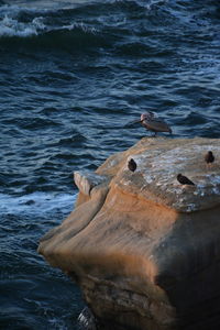 High angle view of turtle swimming in sea