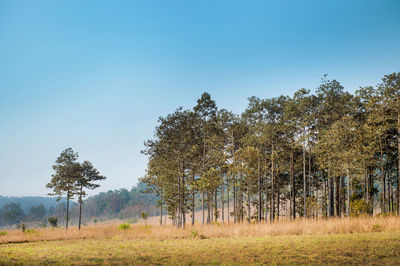 Trees on landscape against clear sky
