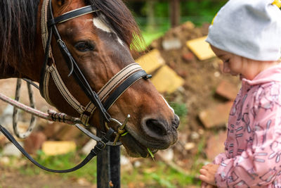 Close-up of horse standing outdoors