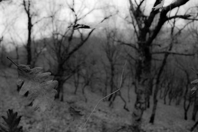 Close-up of bare trees on field during winter