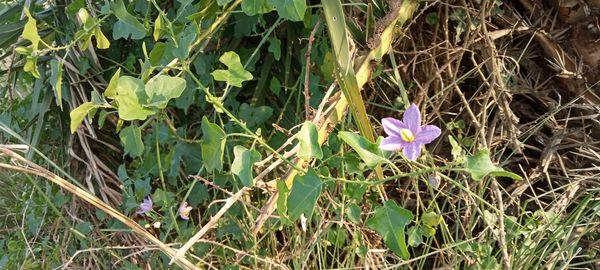 plant