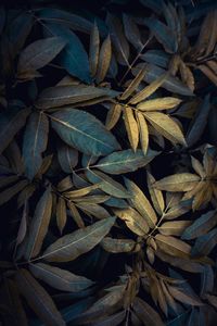 Full frame shot of plants growing on field