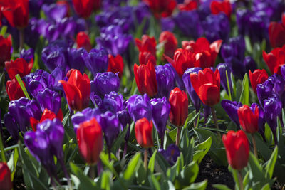 Close-up of multi colored flowers blooming outdoors