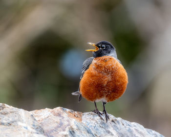 Close-up of bird perching on rock