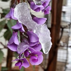 Close-up of purple flower blooming