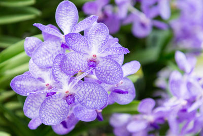 Close-up of purple flowering plant