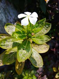 Close-up of water drops on leaves